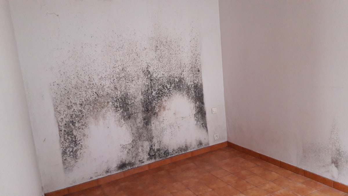 Moisissures - Expertise humidité à Aurillac